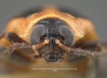 Media type: image; Entomology 18824   Aspect: head frontal view